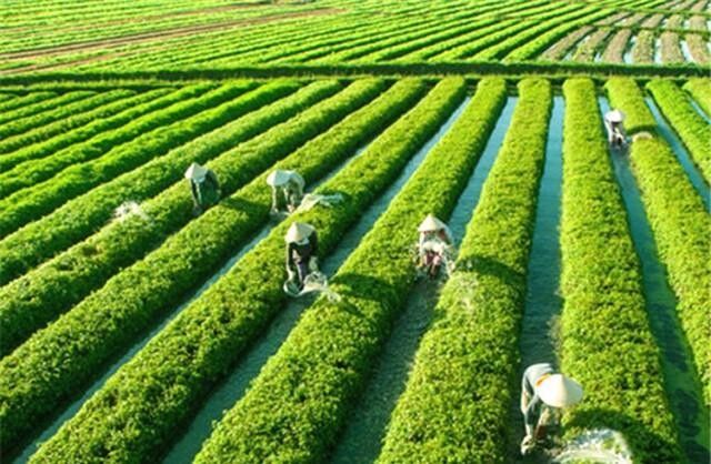 du lịch đà nẵng hội an tự túc